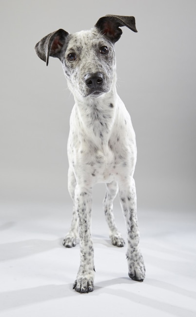 Puppy Bowl XV